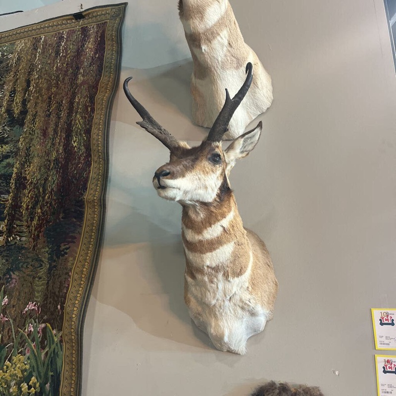 Pronghorn Shoulder Mount