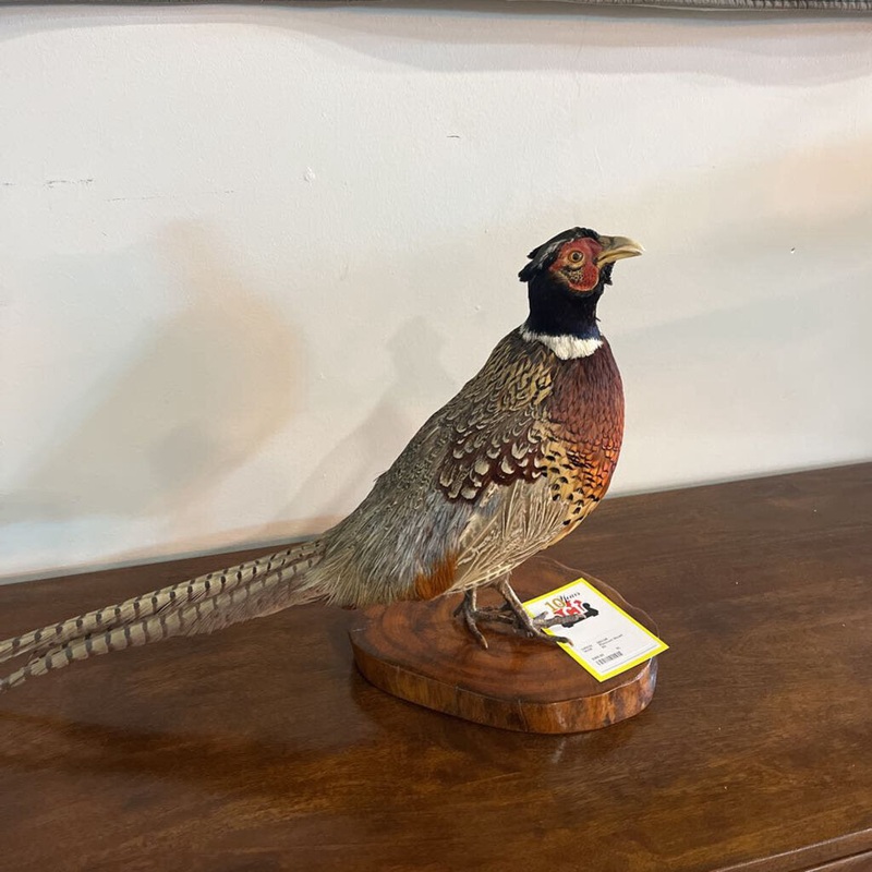 Pheasant Mount