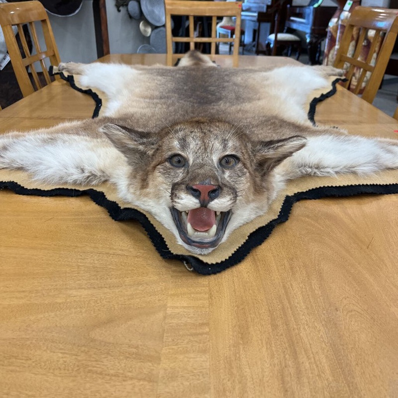 Mountain Lion Pelt Rug