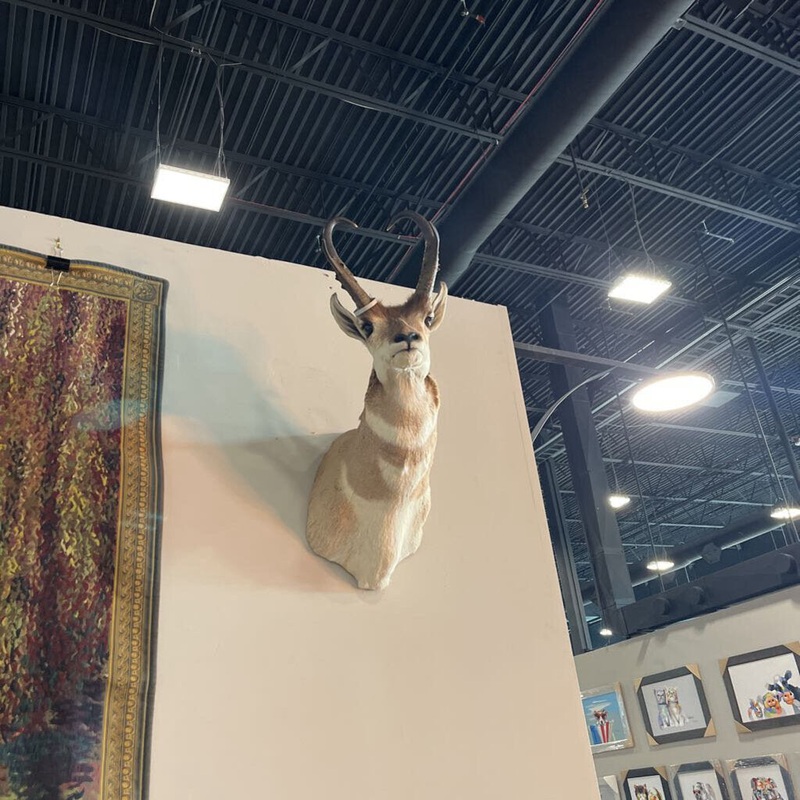 Male Pronghorn Mount