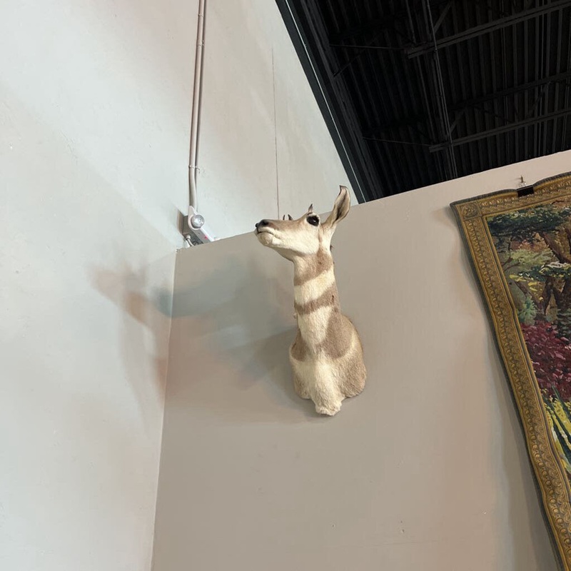 Female Pronghorn Mount