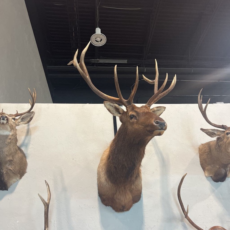 Elk Shoulder Mount